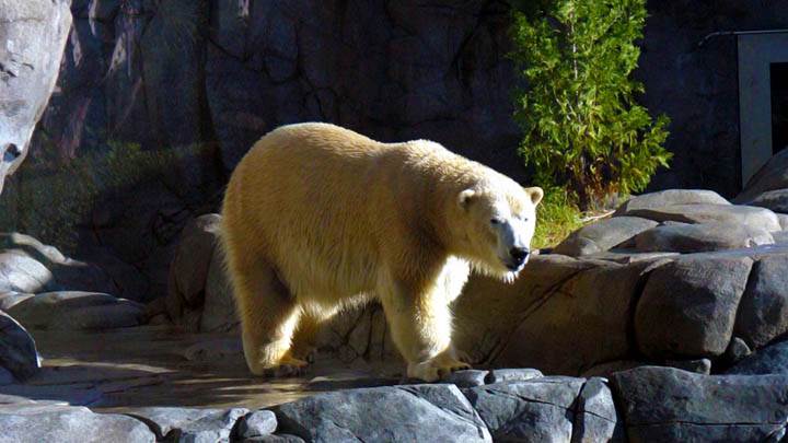 Polar Bear