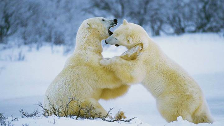 Polar Bear Romp