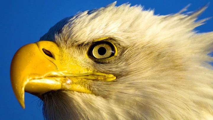 Profile of a Bald Eagle, Kachemak Bay, Kenai Peninsula