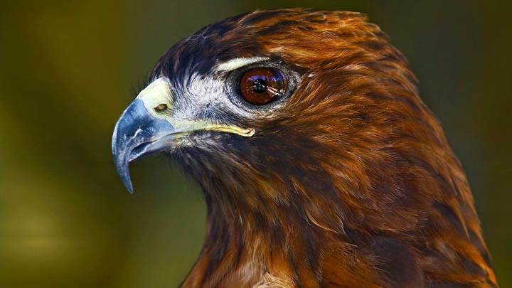 Profile of a Red-Tailed Hawk