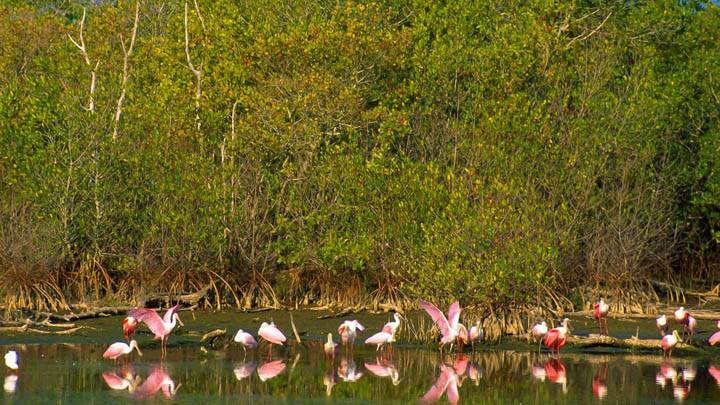 Roseate Spoonbills, Ding Darling National Refuge