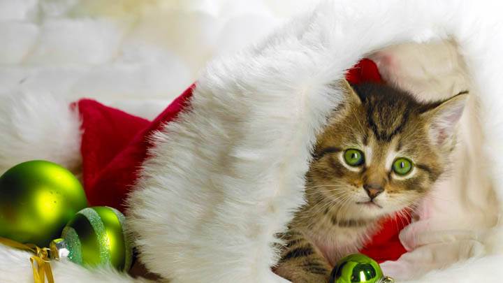 Santa’s Little Helper