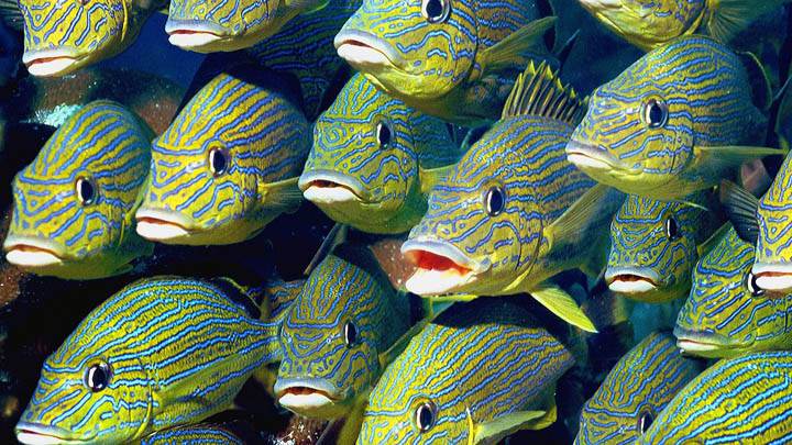 School of Bluestriped Grunt