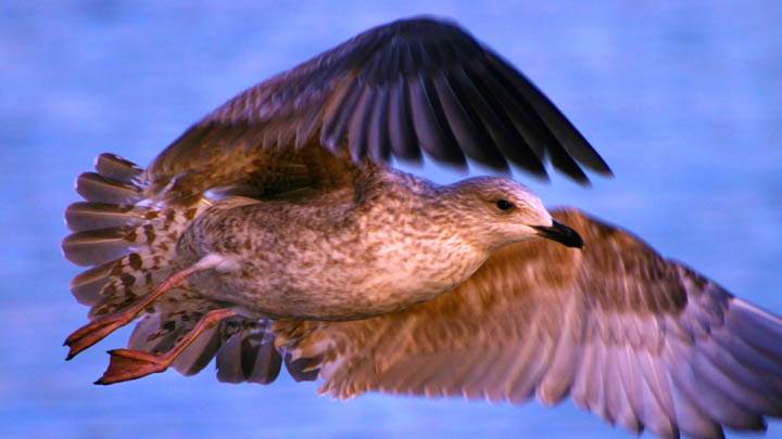Seagull Bird