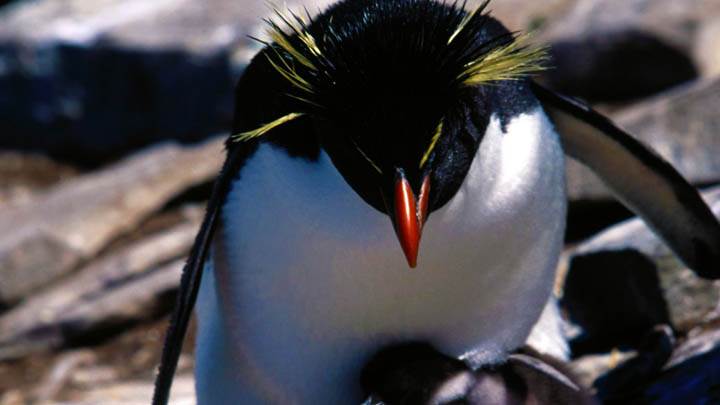 Sheltering, Rockhopper Penguins