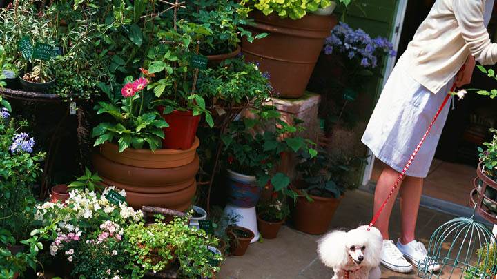 Shopping of Plants And Flowers