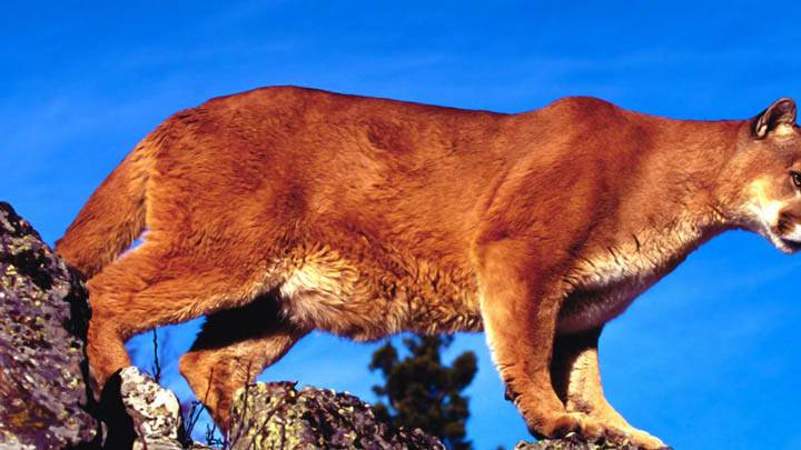 Skylined, Cougar