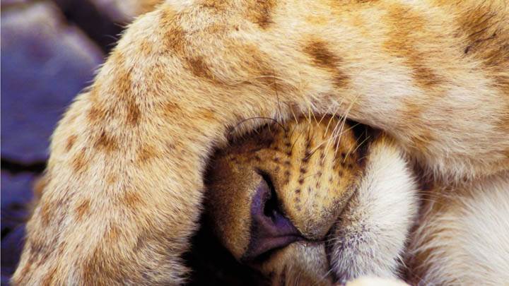 Sleeping In