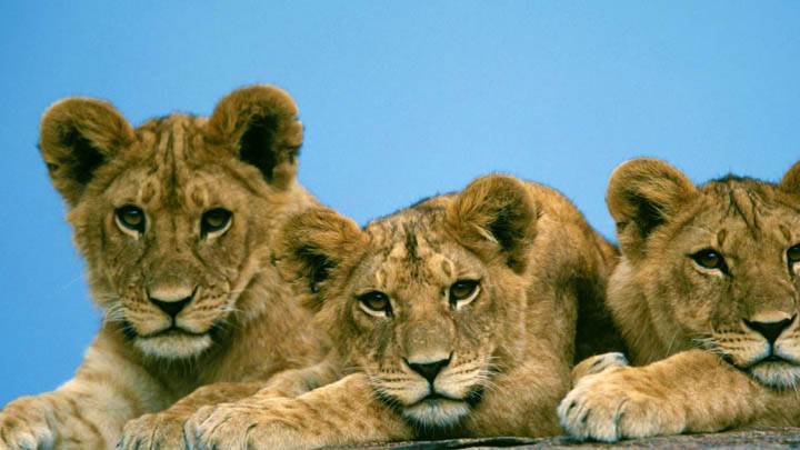 Sleepy Lion Cubs, Africa