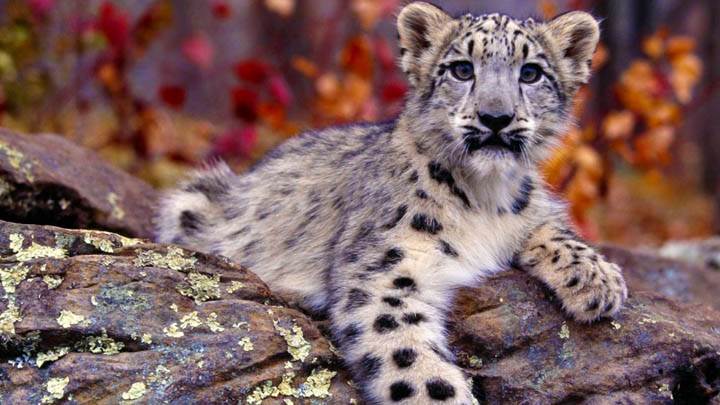 Snow Leopard Cub