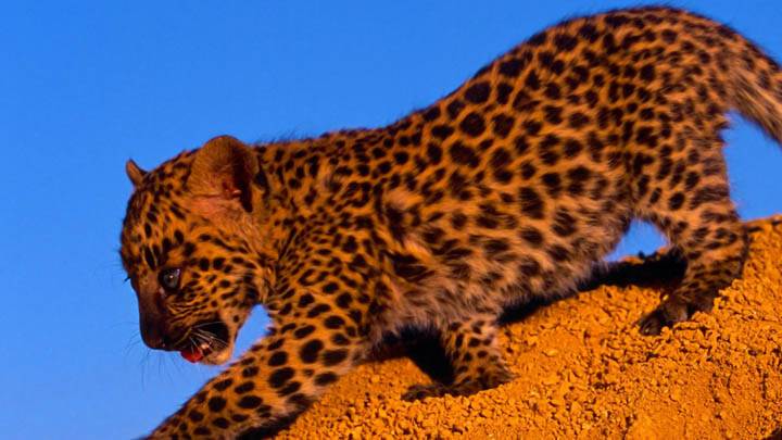 Spotted Leopard Cub