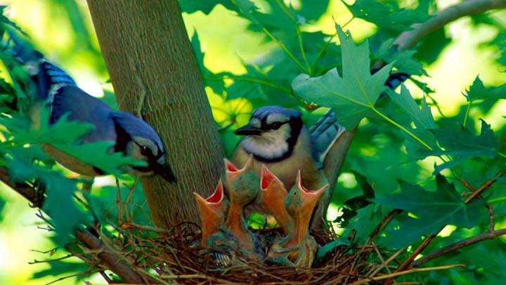 Spring, A New Beginning
