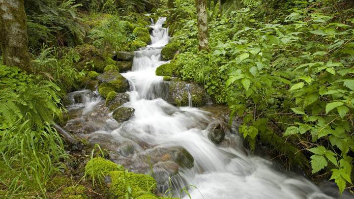 Spring Creek, Oregon Cascades