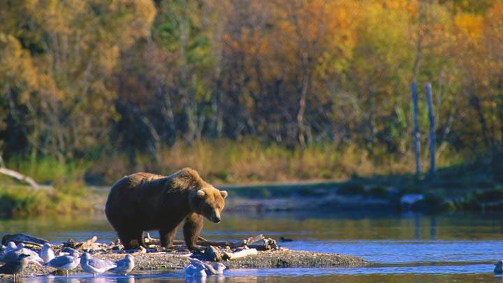 Staking His Claim, Brown Bear