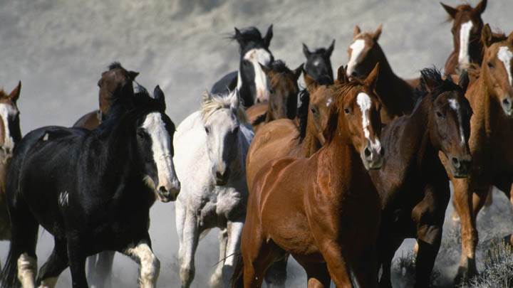 Stampede!