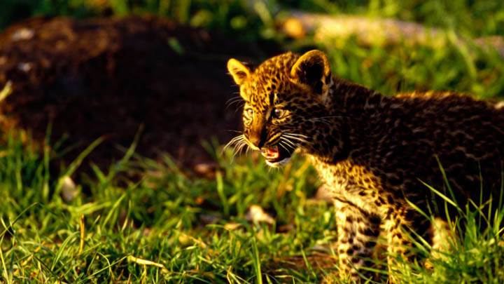 Stand Up and be Heard, African Leopard