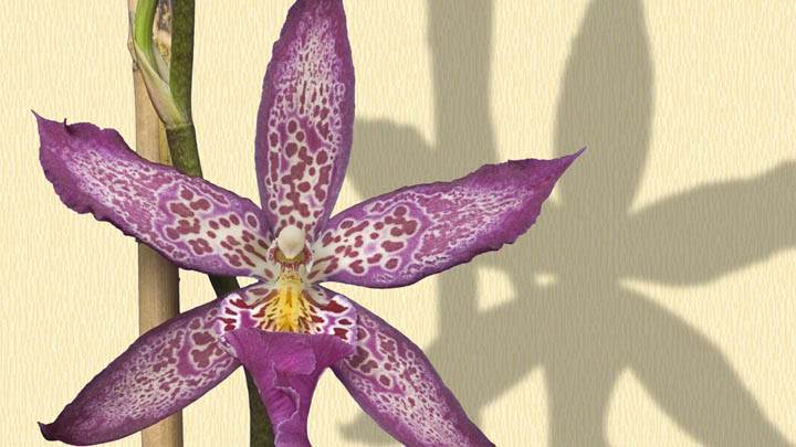 Star Orchid