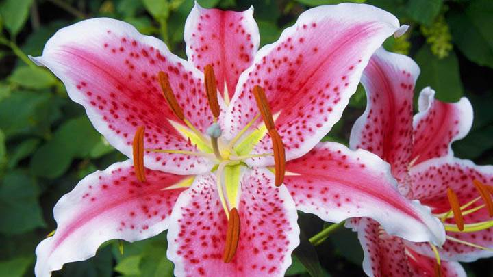 Starfighter Lily