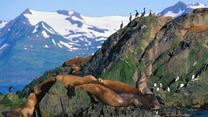 Stellar Sea Lions, Sea Gulls and Cormorants