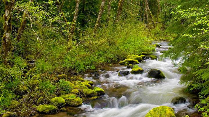 Still Creek, Mount Hood National Forest, Oregon