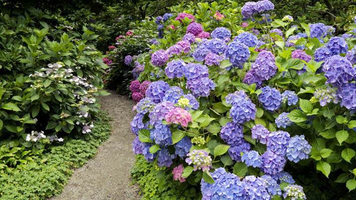 Strafford Hydrangea, Vancouver, British Columbia