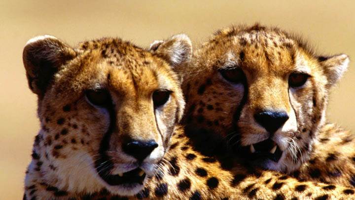 Strategic Planning, Cheetah Pair
