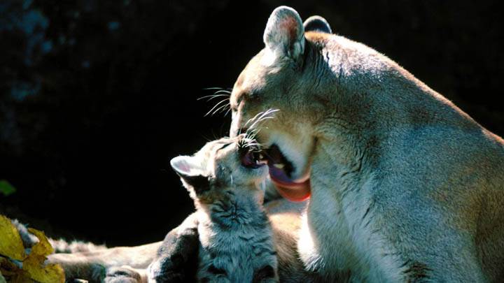 Sugar, Cougars