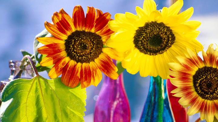 Sunflower Variety