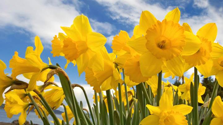 Sunny Daffodils