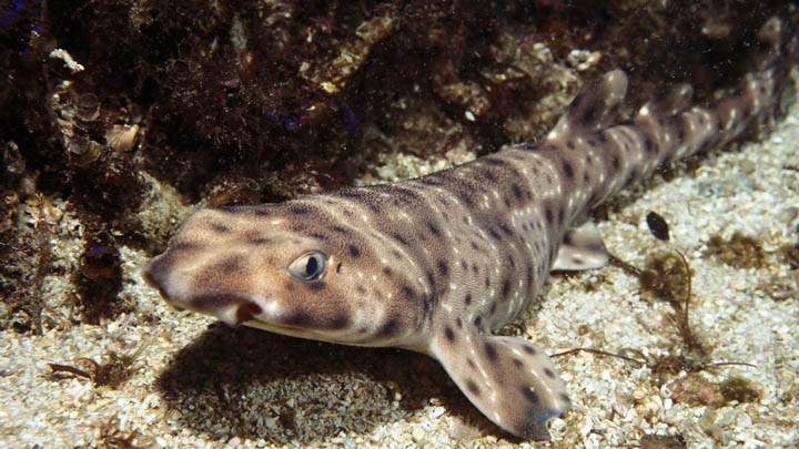 Swell Shark
