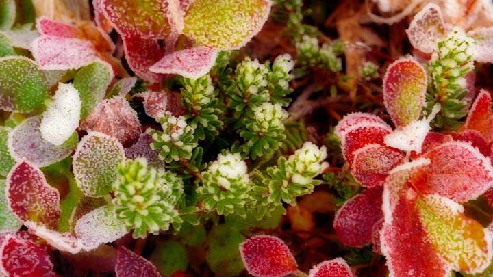 Tatoosh Frost, Mount Rainier National Park