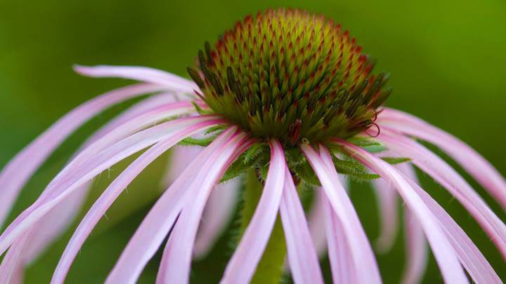 Tennessee Coneflower