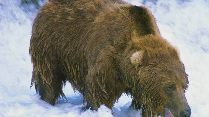 That’s My Fish, Brown Bear, Alaska