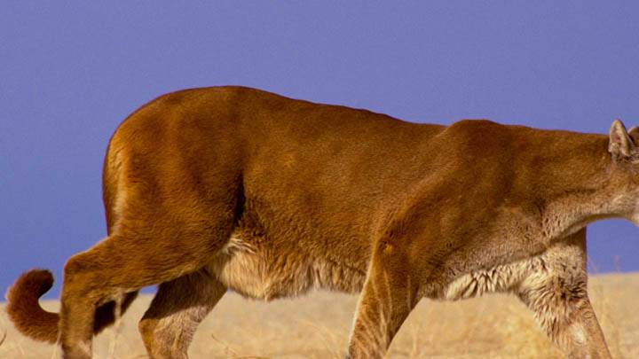 The Hunter Mountain Lion