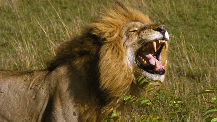The King of Smiles, African Lion, Tanzania