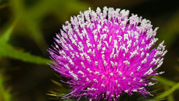 Thistle Blossom
