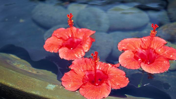Three Orange Flowers Floating on Water