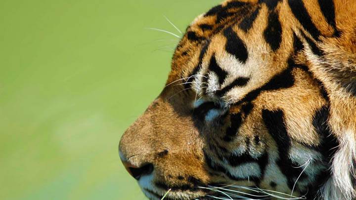 Tiger Side Face