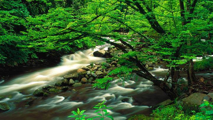Tremont, Great Smoky Mountains National Park, Tennessee