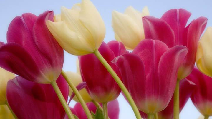 Tulips and Sky