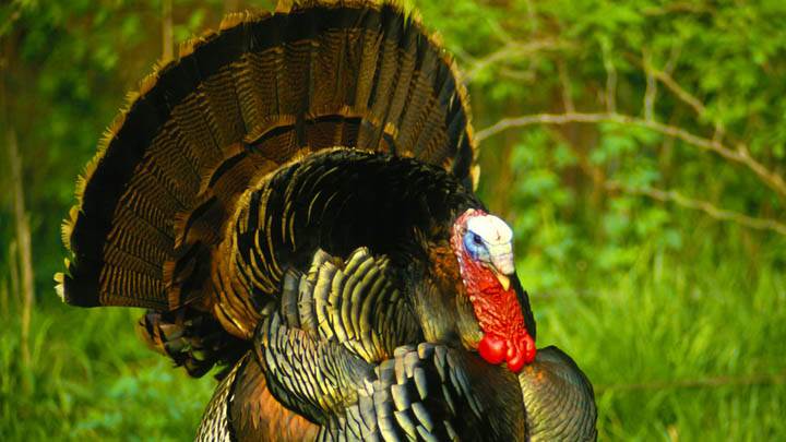 Turkey Strut