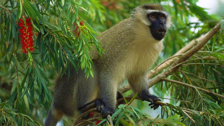 Vervet Monkey, East Africa