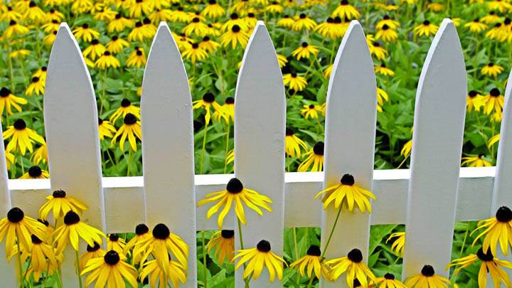 Vibrant Garden