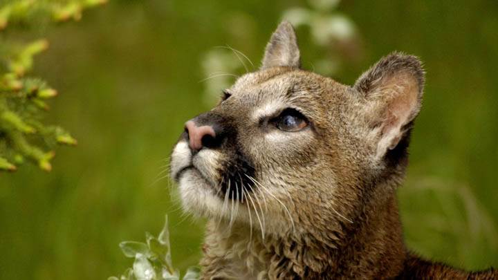 Watchful Cougar, Montana