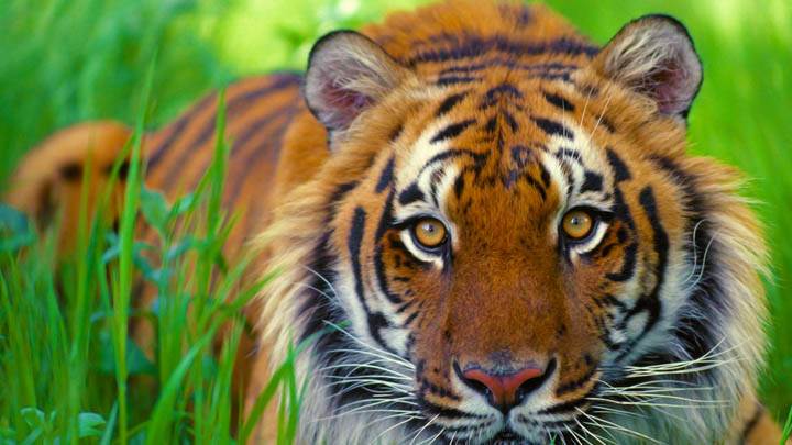 Watchful Eyes Bengal Tiger