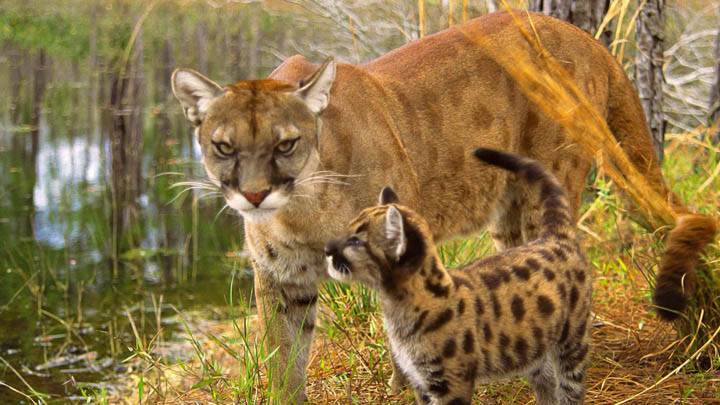 Watchful Eyes, Florida Panther