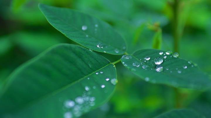 Water Drops on Green Leaves
