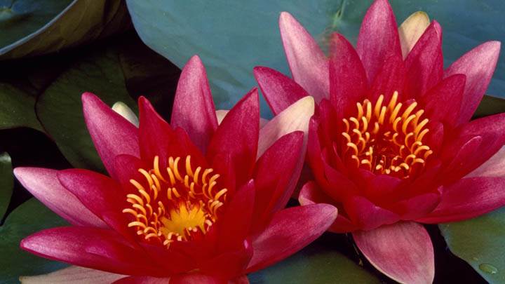 Water Lilies