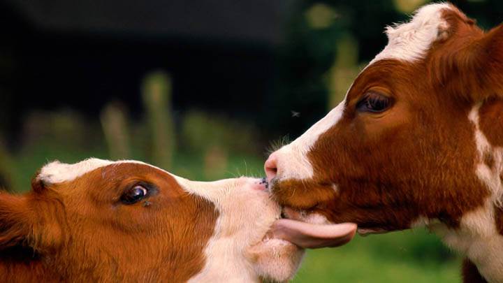Wet Kiss