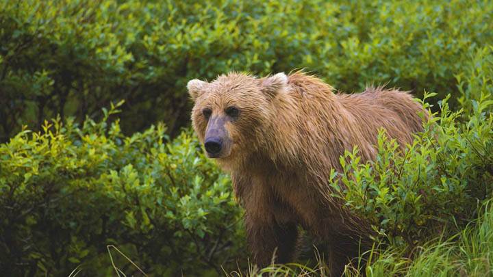 Wet and Wild, Brown Bear, Alaska